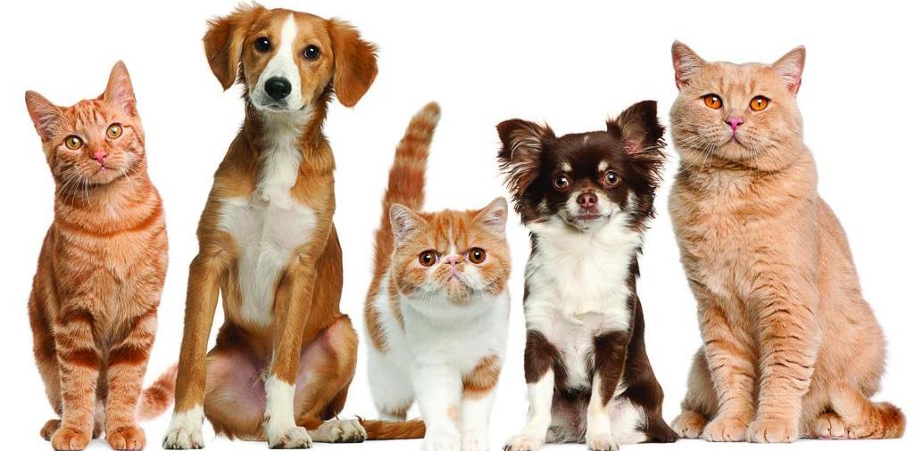Доска объявлений о животных | ЗооТом - продажа, вязка и услуги для животных в Скалистом