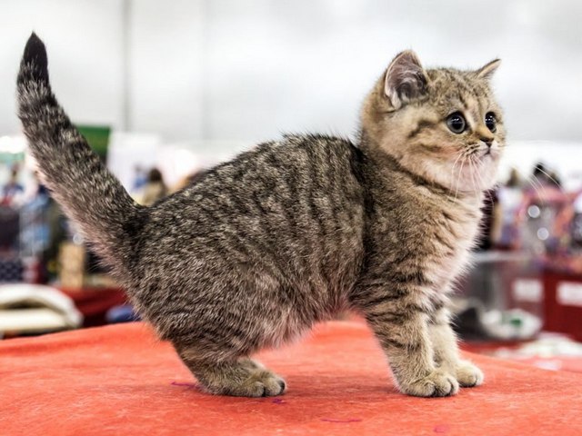 Породы кошек в Скалистом | ЗооТом портал о животных