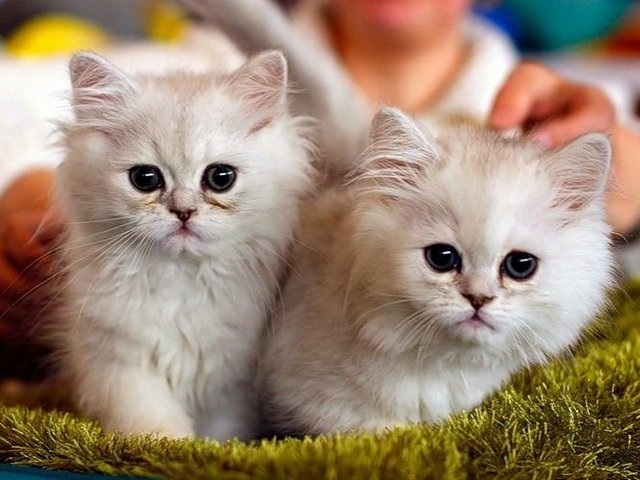 Породы кошек в Скалистом | ЗооТом портал о животных