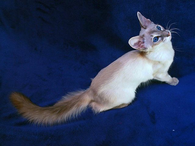Выведенные породы кошек в Скалистом | ЗооТом портал о животных