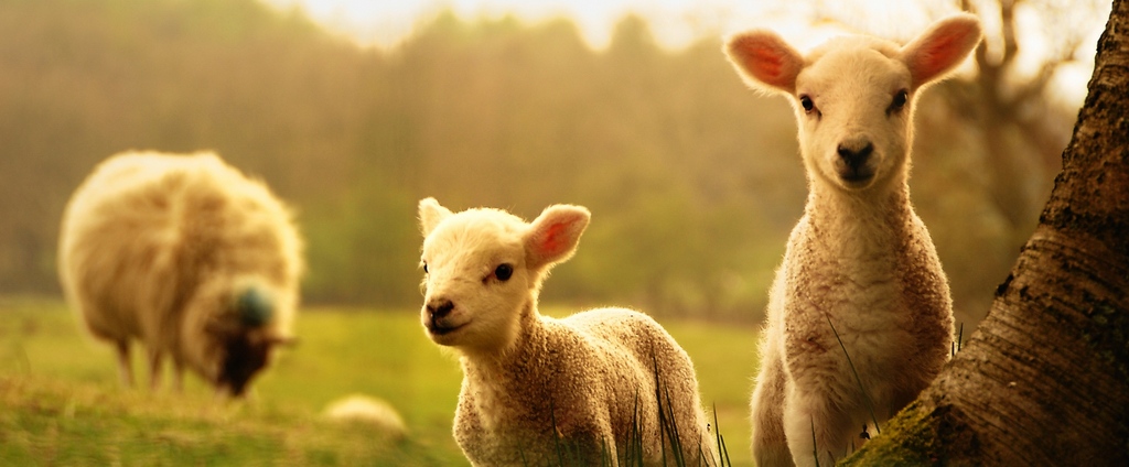Объявления о сельскохозяйственных животных | ЗооТом - продажа, вязка и услуги для животных в Скалистом