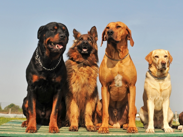 Крупные породы собак в Скалистом | ЗооТом портал о животных